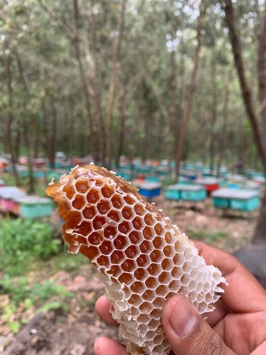 Honey harvesting process