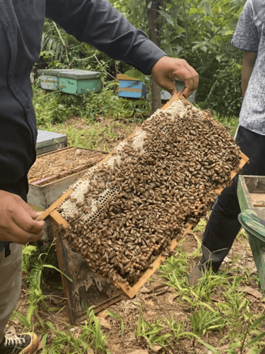 Honey harvesting process