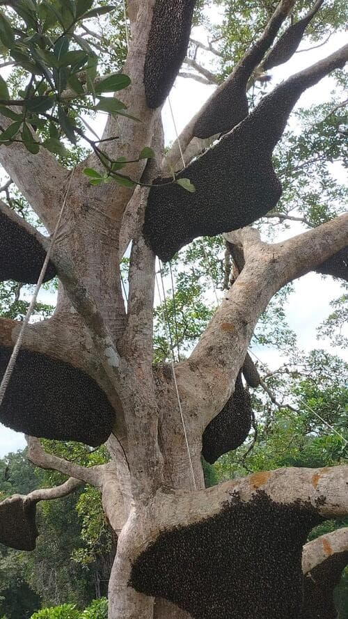 Honey harvesting process