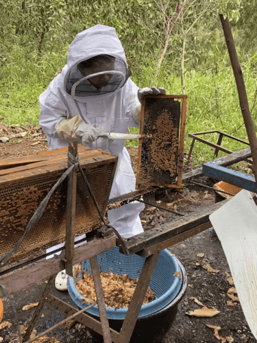 Honey harvesting process