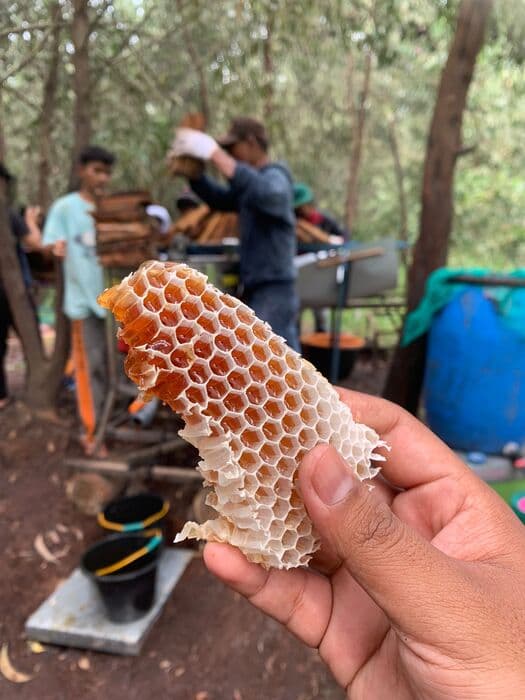 Honey harvesting process