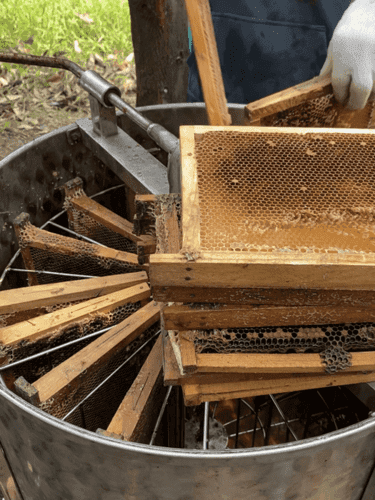 Honey harvesting process