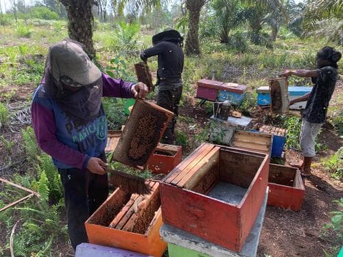 Honey harvesting process