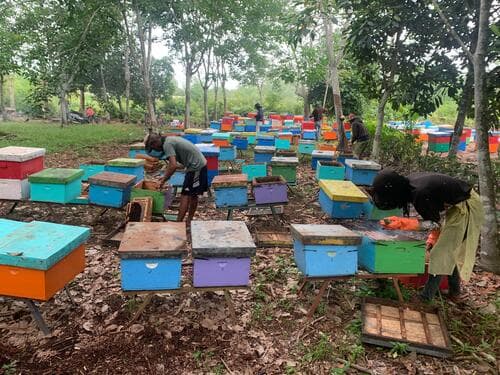 Honey harvesting process