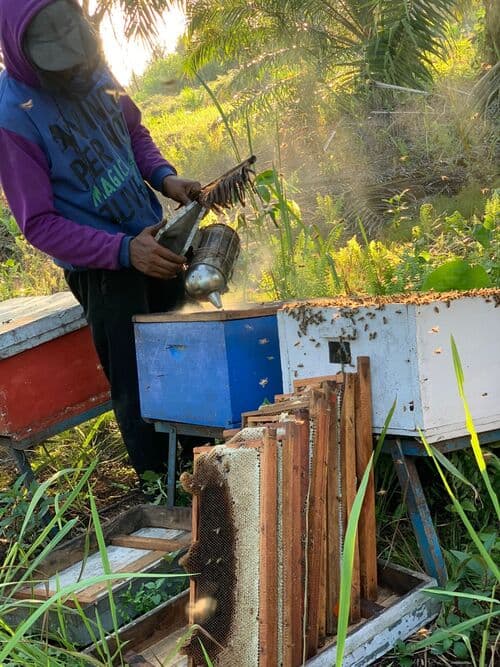 Honey harvesting process