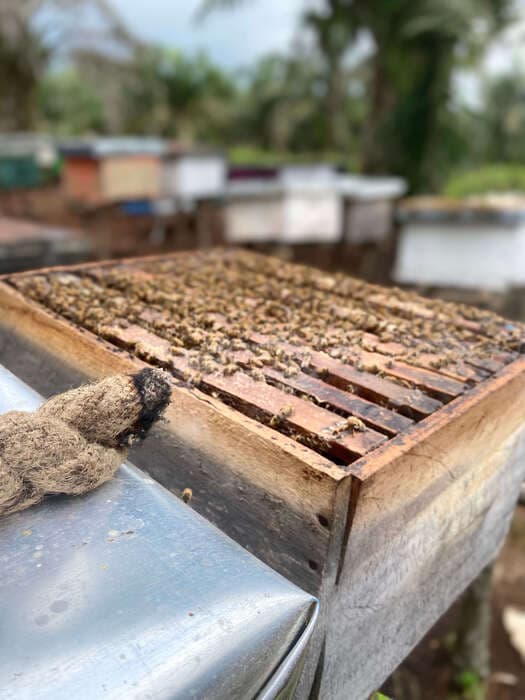 Honey harvesting process