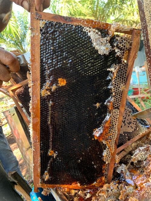 Honey harvesting process