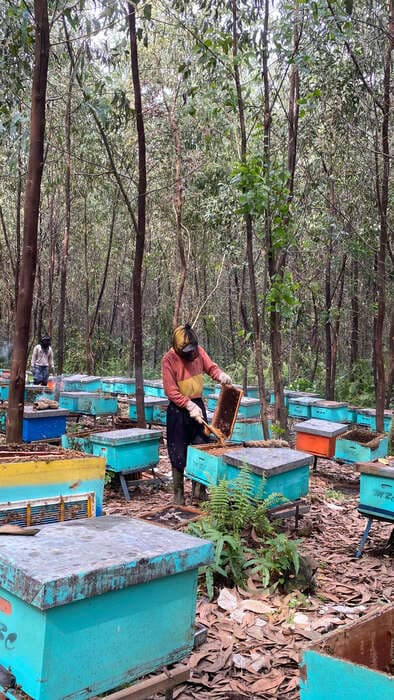 Honey harvesting process