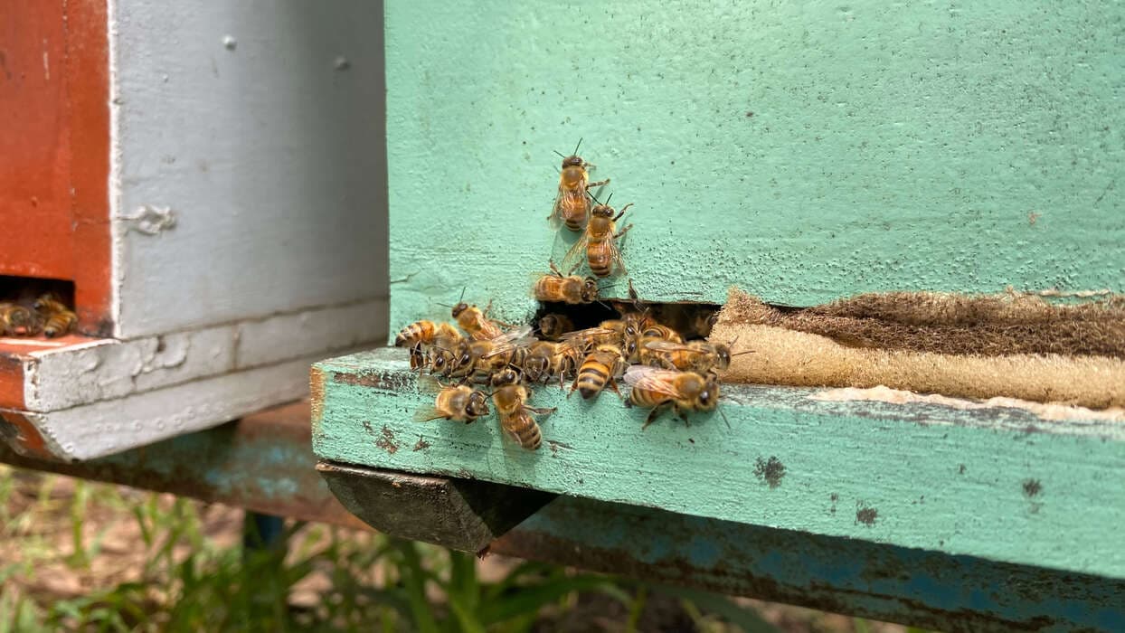 Honey harvesting process