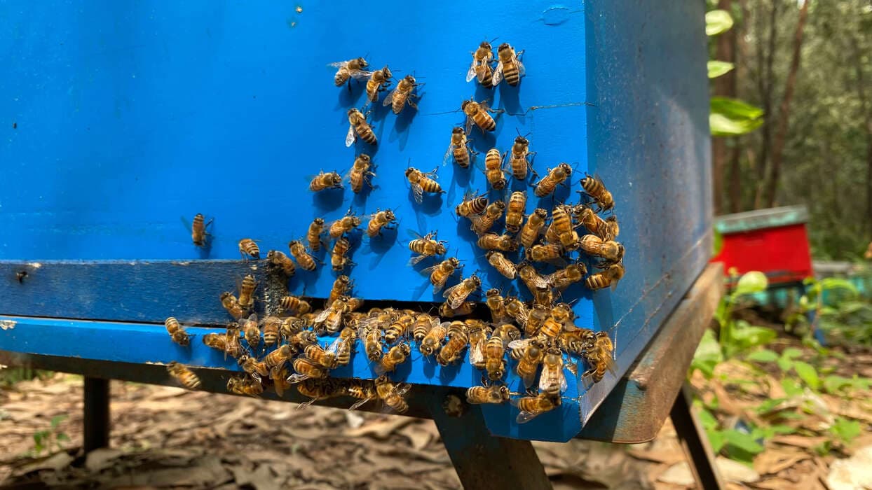 Honey harvesting process