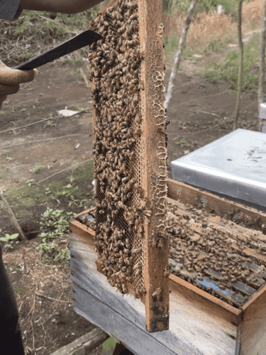 Honey harvesting process