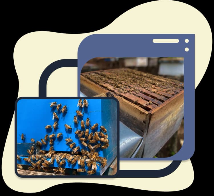 Apis Mellifera bees on a hive