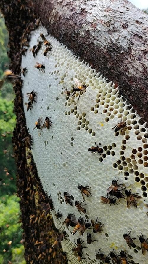 Wild Forest Honey